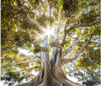 Business for Nature hires Headland
