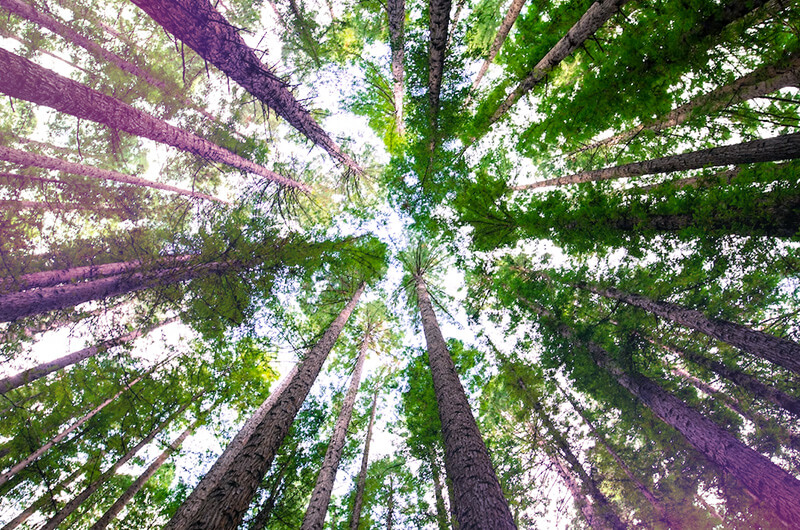Rethinking the future for ESG through the lens of sustainability 