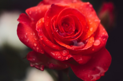 Headland's view: Keir crowned but what to expect