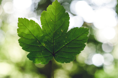 Fund managers, don’t risk it all on your approach to ESG