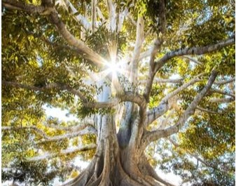 Business for Nature hires Headland