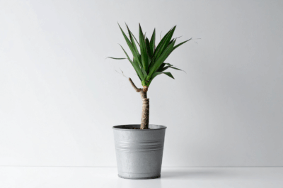 Placeholder capitalism: Purpose, paused