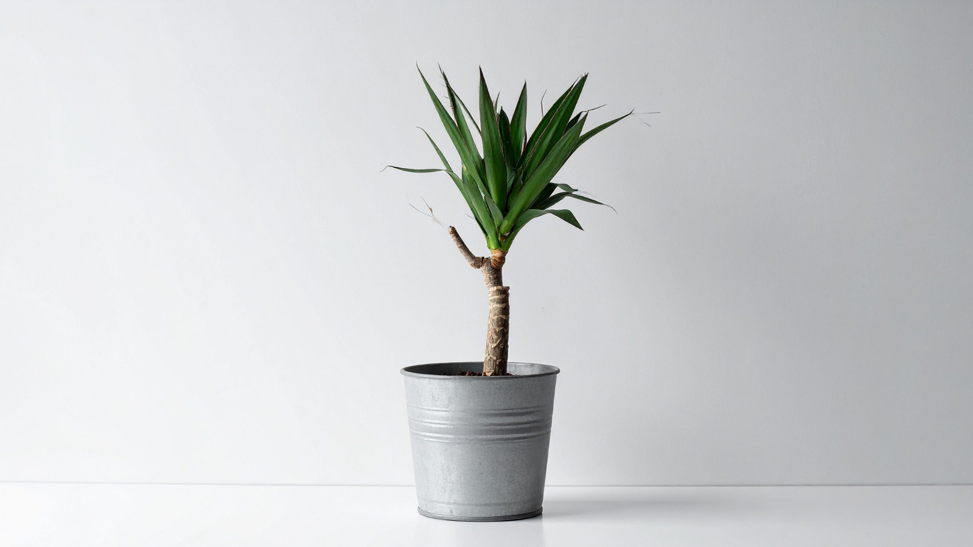 Placeholder capitalism: Purpose, paused